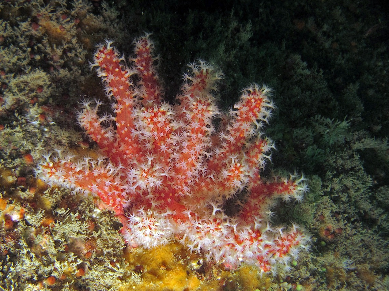 Представитель Семейства Alcyoniidae
